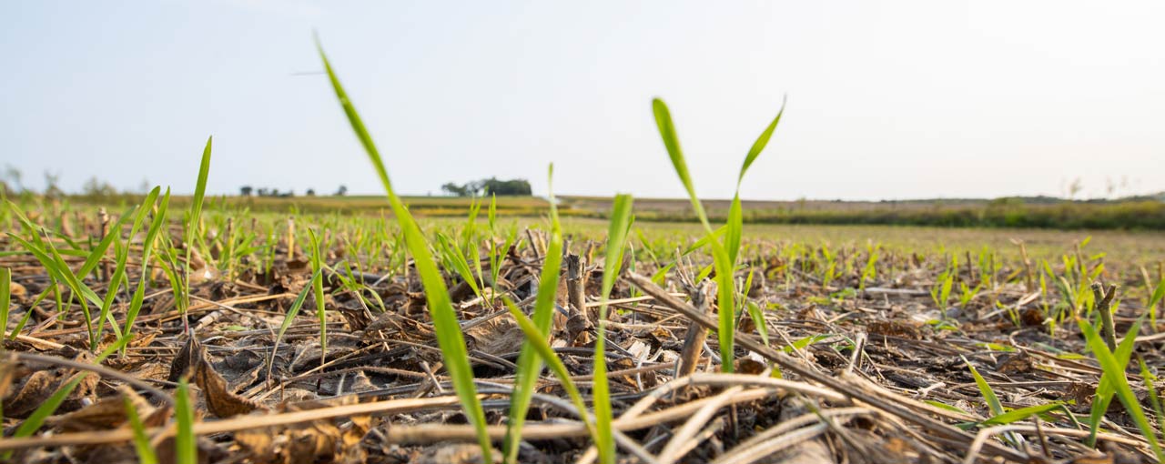 Cargill Regenconnect hero image